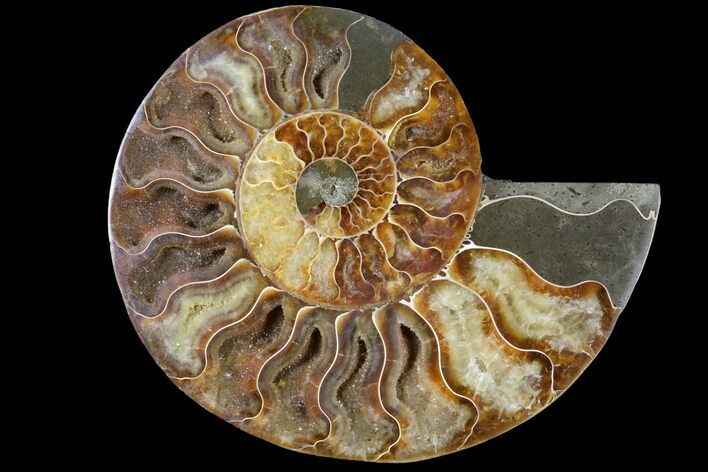 Agatized Ammonite Fossil (Half) - Madagascar #79720